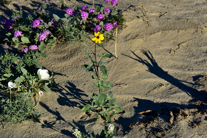 Showy Sunflower is a forb/herb or sub-shrub with either stiff or soft hairs. Plants shown here in growing in Anza-Borrego Springs, CA in sandy soil habitat growing side by side with Dune Evening Primrose, Oenothera deltoides, and Desert Sand Verbena, Abronia villosa. Helianthus niveus